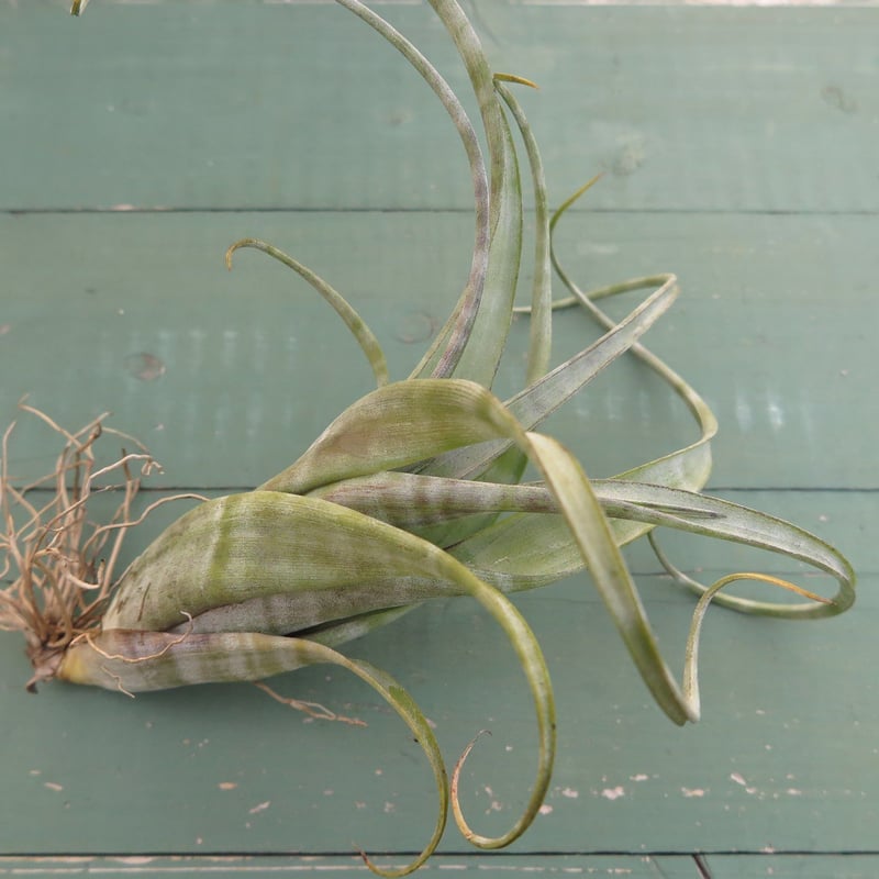 スタッフ特選】フレクスオーサ・ツイステッドフォーム | air-plants