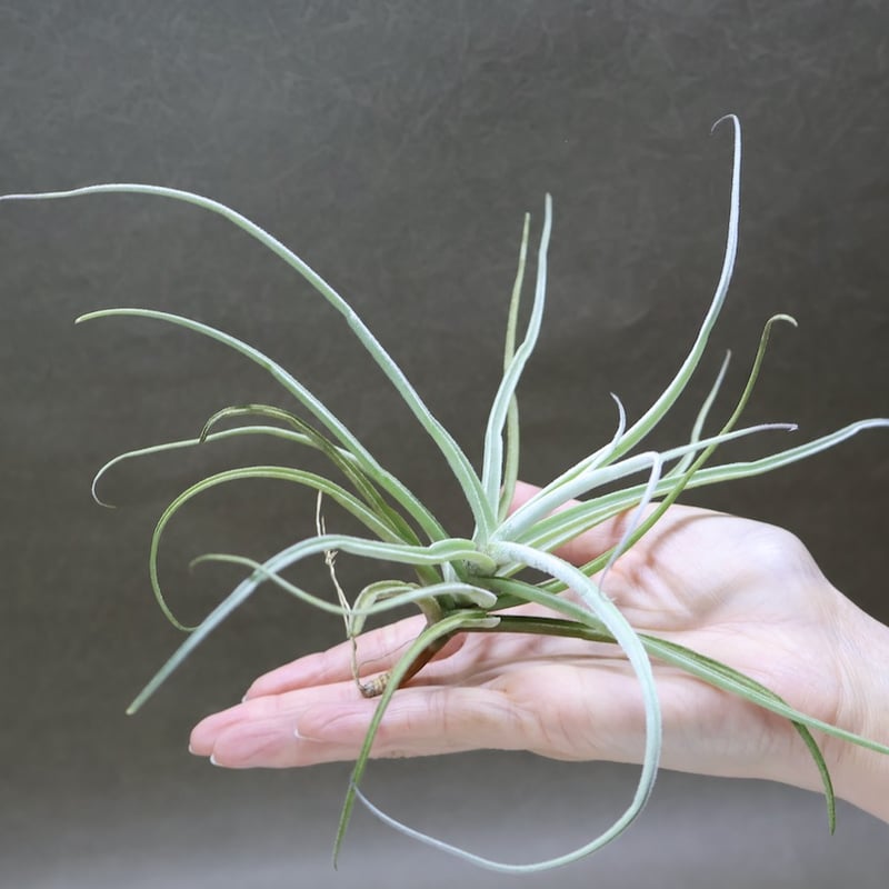 ストレプトカルパ 04号 | air-plants TENGU-DO