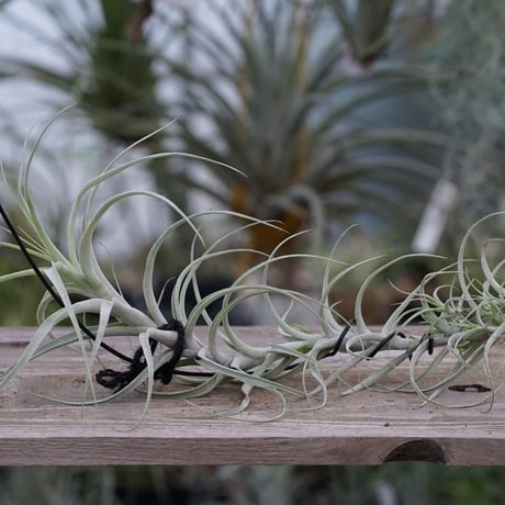 CATEGORY 品種名：I/J/K/L | air-plants TENGU-DO