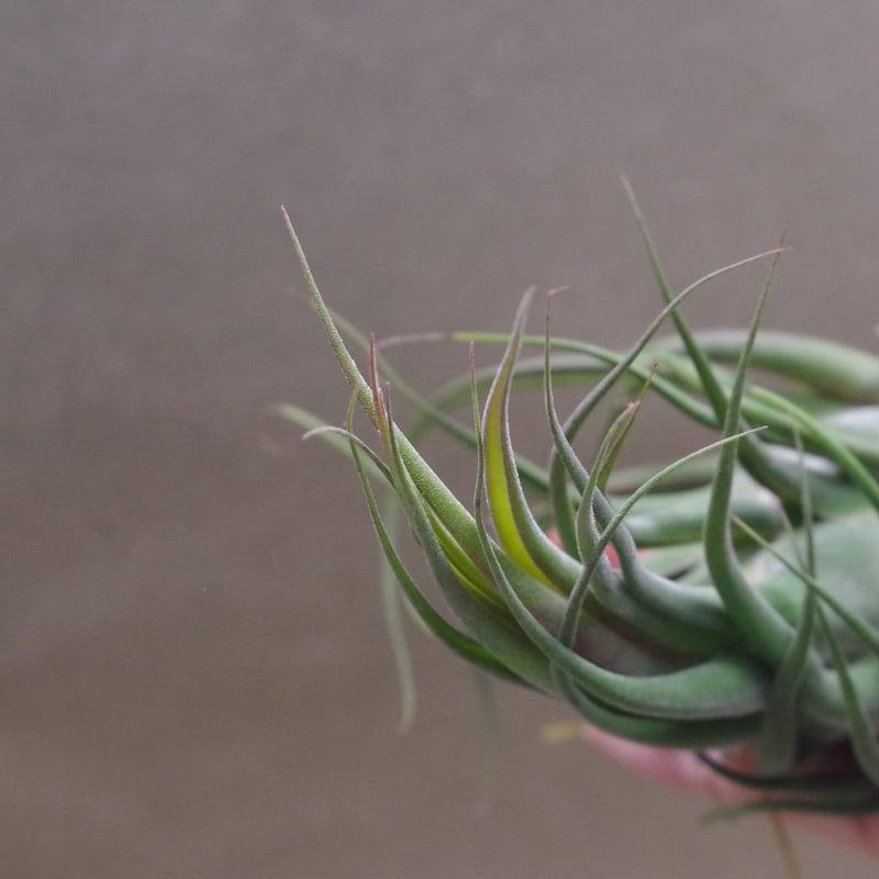 セレリアナ ミニパープル 11号 ※送料込 | air-plants TENGU-DO