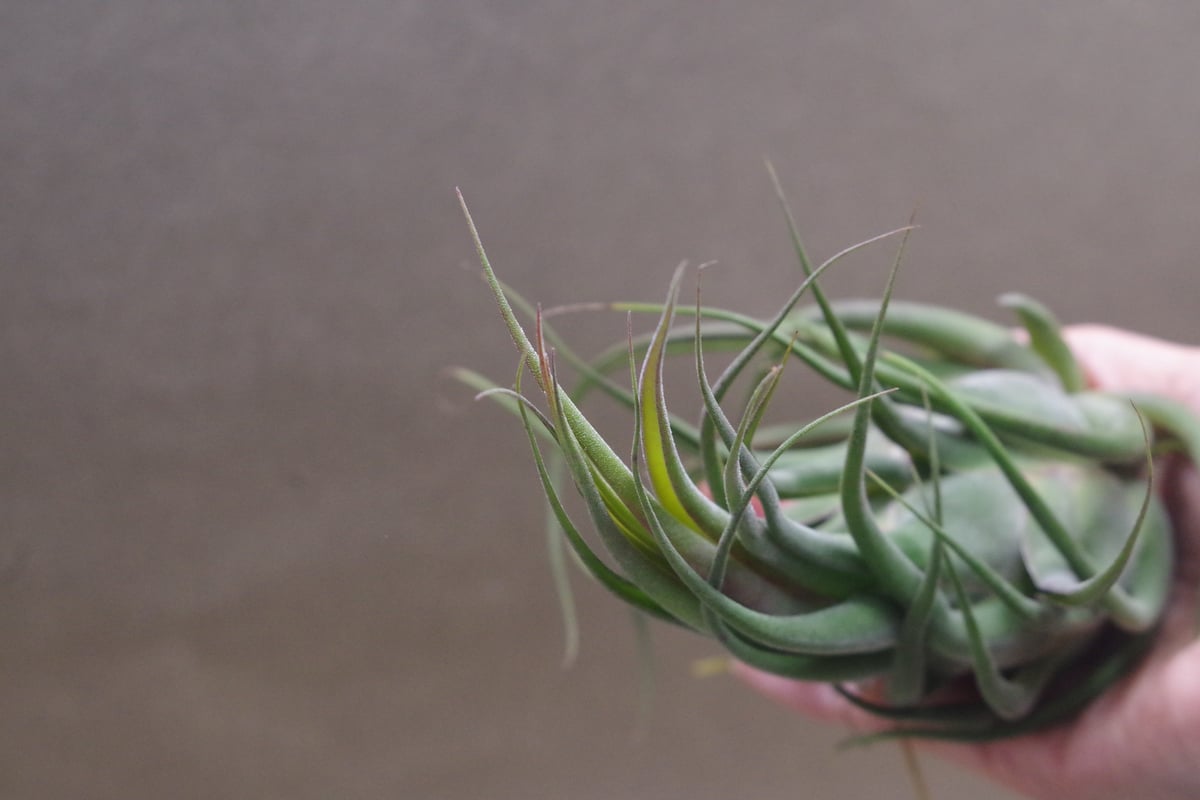 セレリアナ ミニパープル 11号 ※送料込 | air-plants TENGU-DO