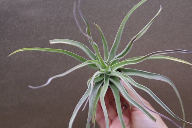 チランジア (ストレプトフィラ × セレリアナ) × ショータイム ストレプトフィラ × セレリアナ） × ショータイム 05号 | air-plants TE