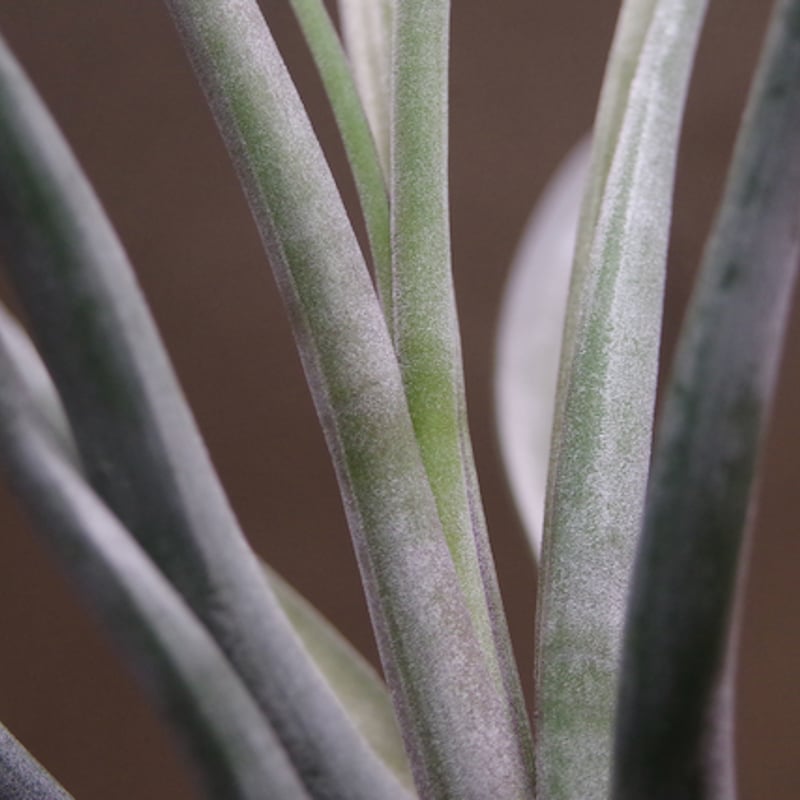 ゴルゴン 02号 | air-plants TENGU-DO