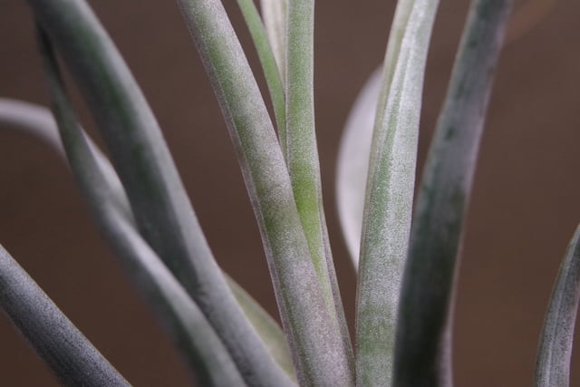 ゴルゴン 02号 | air-plants TENGU-DO