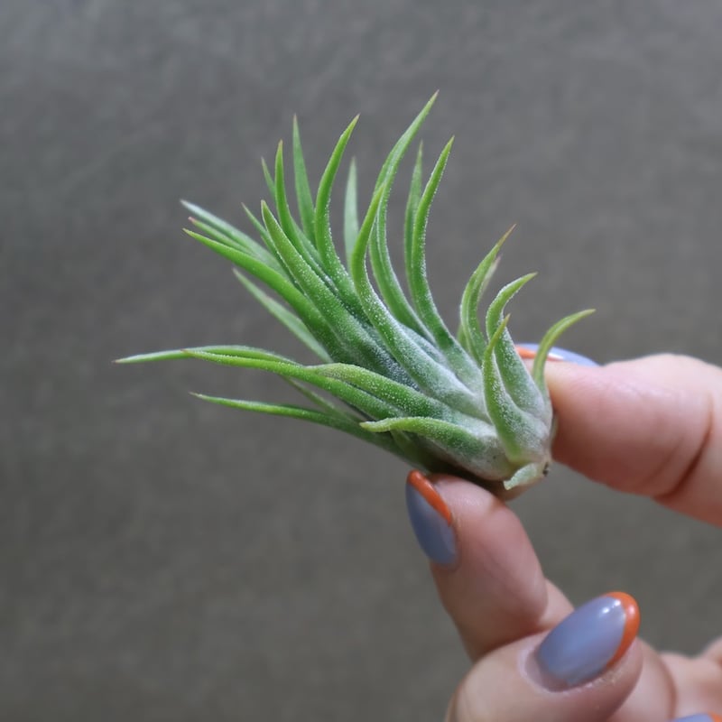 イオナンタ トールベルベット 05号 | air-plants TENGU-DO