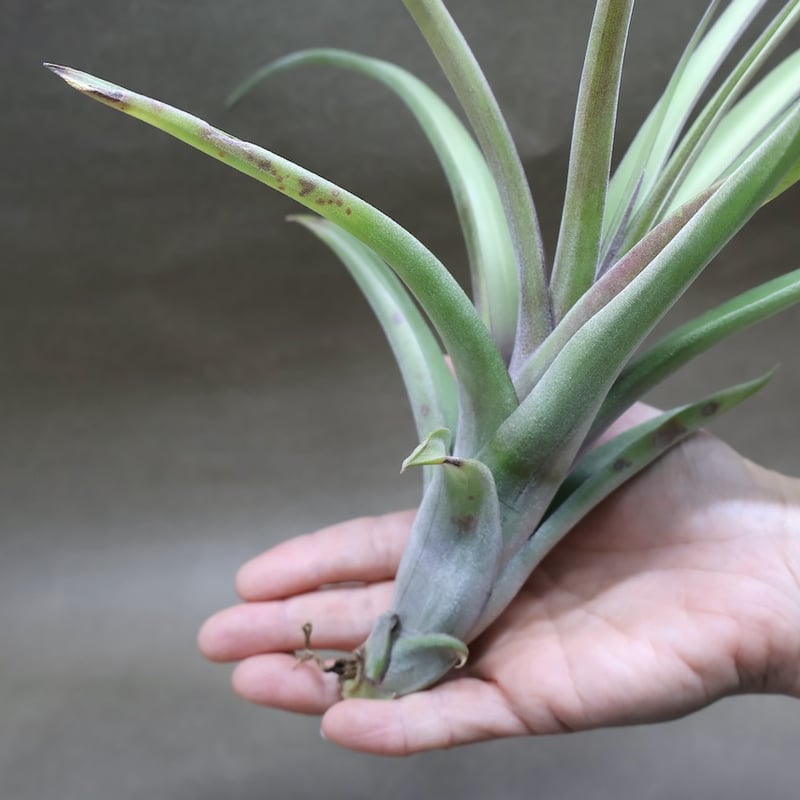 カーリースリム × ノバキー 02号 | air-plants TENGU-DO