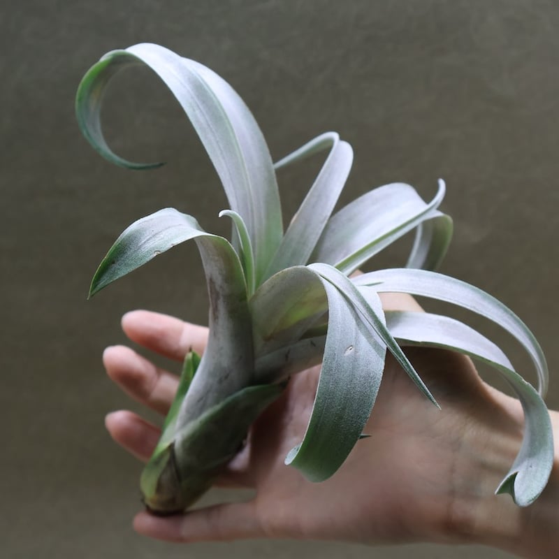 チランジア Coconut Grove Tillandsia Coconut Grove X Streptophylla