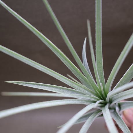 エクセルタ×イオナンタ  04号