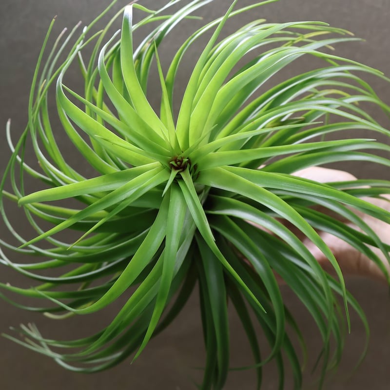ブラキカウロス シュプリーム 06号 | air-plants TENGU-DO