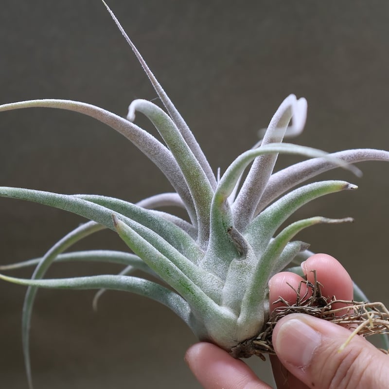 チアペンシス × エーレルシアナ 02号 | air-plants TENGU-DO