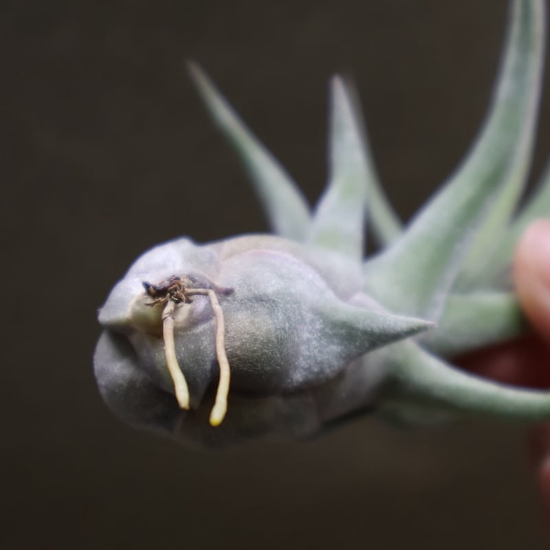 シッティングプリティ （ ストレプトフィラ x パウシフォリオ