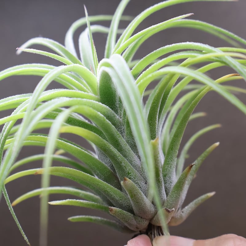 ストレプトフィラメキシコ × イオナンタ ウアメルラ 03号 | air-plants