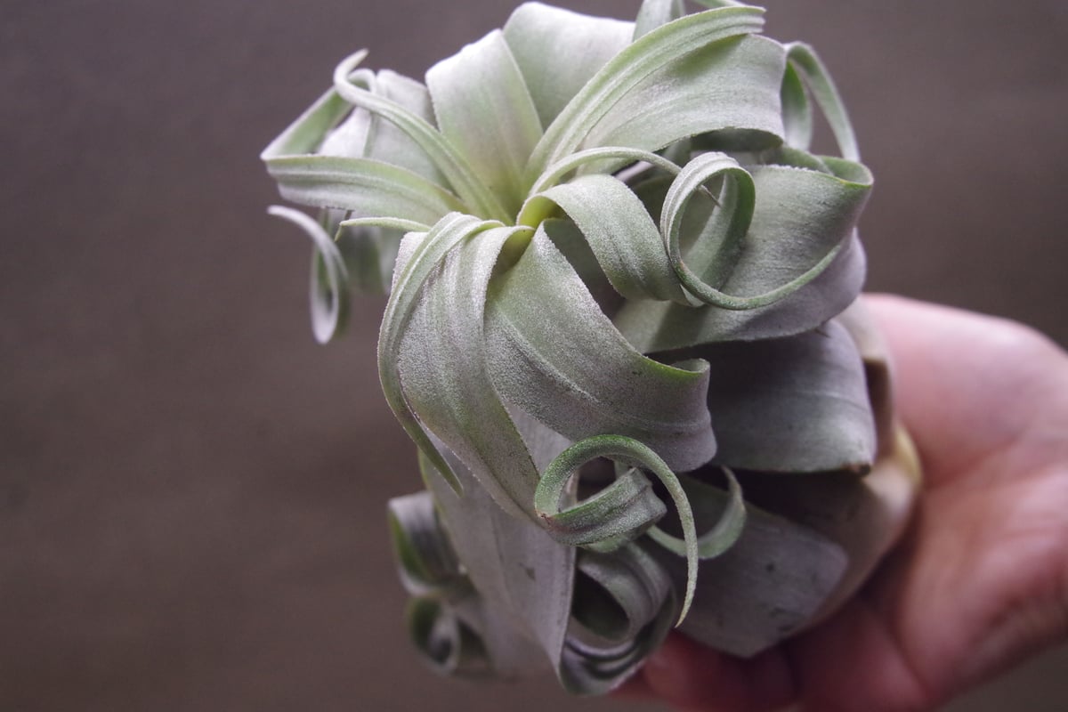 ストレプトフィラ ベリーズ Lサイズ 19号 | air-plants TENGU-DO