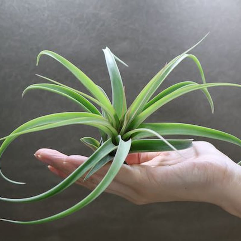 レディ ( コンコロール X ストレプトフィラ ) 06号 | air-plants