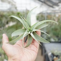 フンキアナ クランプ 27号 | air-plants TENGU-DO