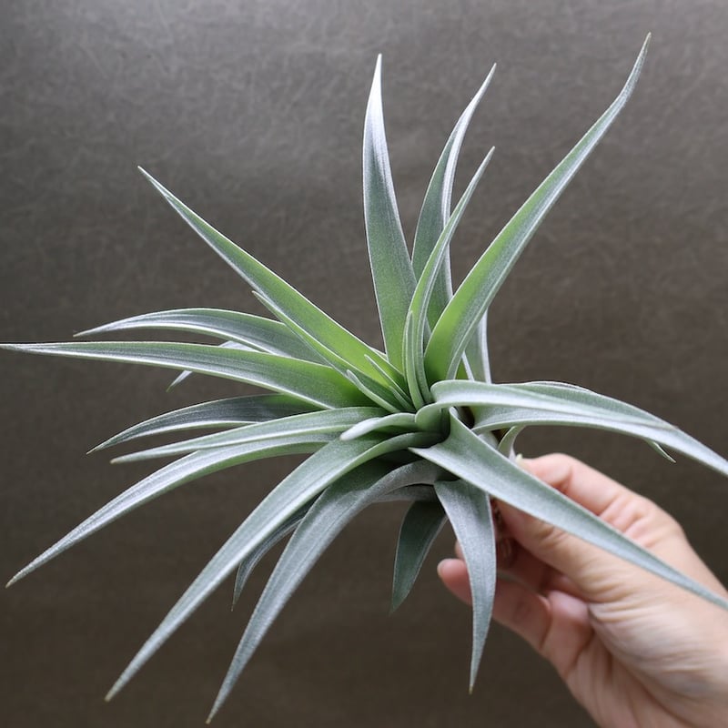 楽天市場】(現品) チランジア 交配種(ファシクラータ