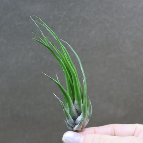 ヘドロ沼 様　ご確認用　イオナンタ バンハイニンギー×ハリスコモンティコラ①〜② ハリスコモンティコラ 03号 | air-plants TENGU-DO