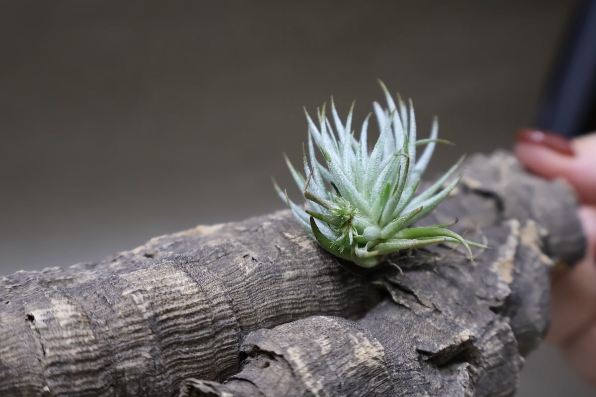 み*ん様 Tillandsia loliacea (ロリアセア) 群生してこそ美しい！小型チランジア・ロリアセア【Tillandsia loliacea】
