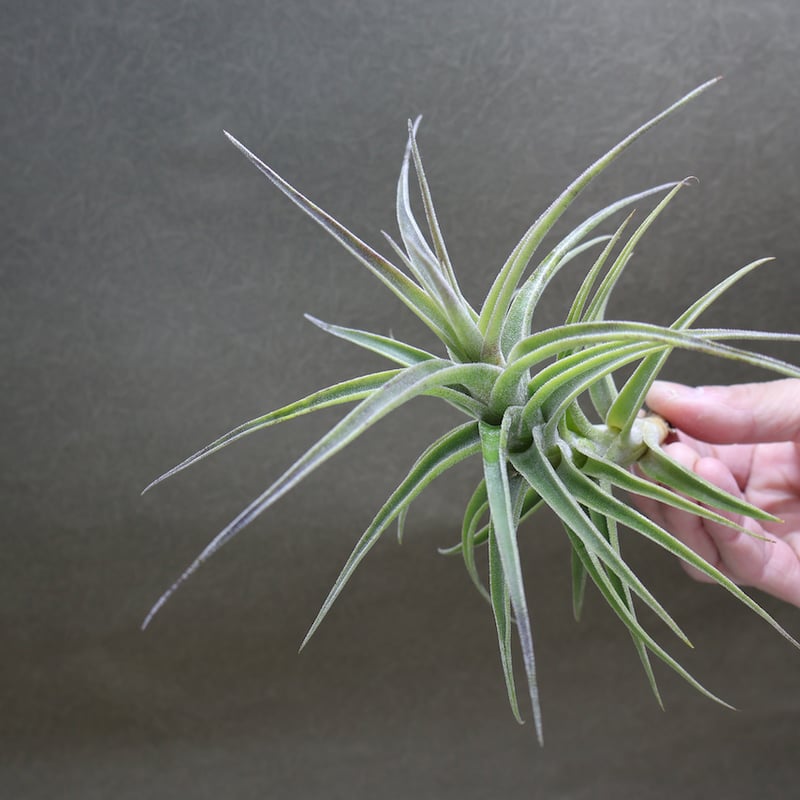 ムロルム 15号 | air-plants TENGU-DO