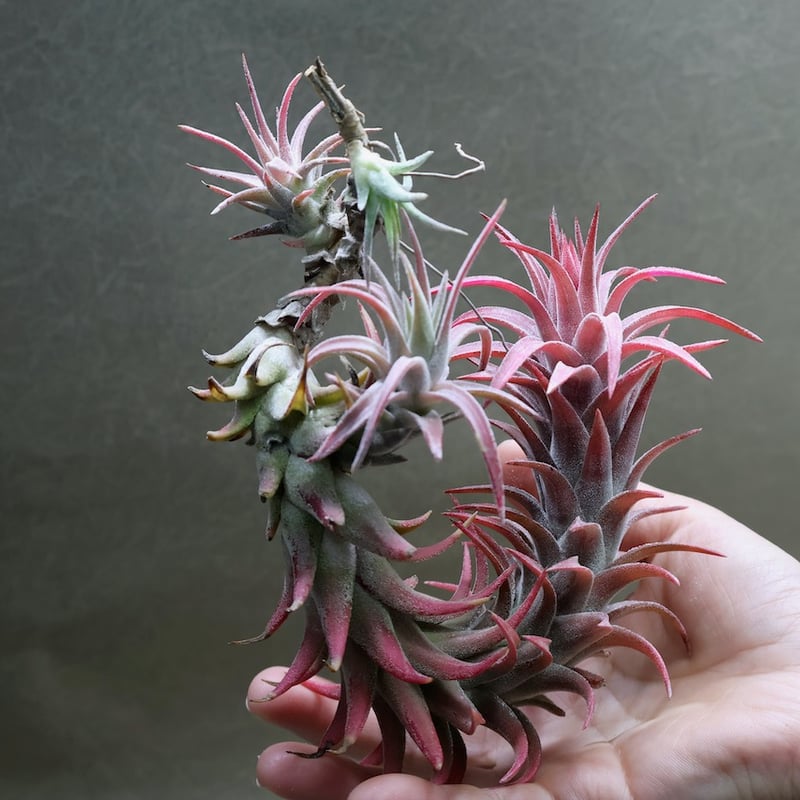 イオナンタ バンハイニンギー 102号 | air-plants TENGU-DO イオナンタ バンハイニンギー 102号 | air-plants TENGU-DO