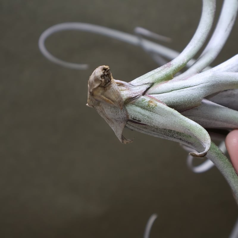 エクセルタxカピタータ ドミンゲンシス 10号 | air-plants TENGU-DO