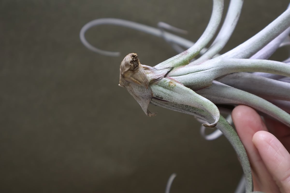 エクセルタxカピタータ ドミンゲンシス 10号 | air-plants TENGU-DO