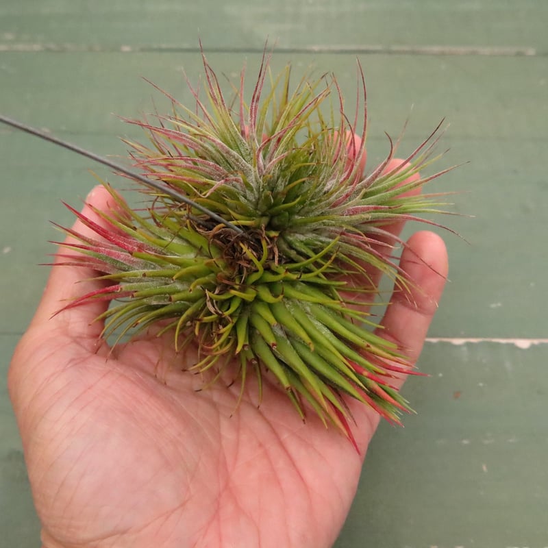 イオナンタ・ストリクタ クランプ【スタッフ特選】 | air-plants TENGU-DO