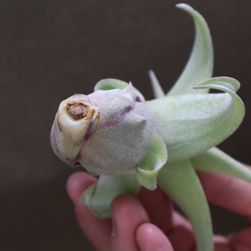 ストレプトフィラ Sサイズ 16号 | air-plants TENGU-DO