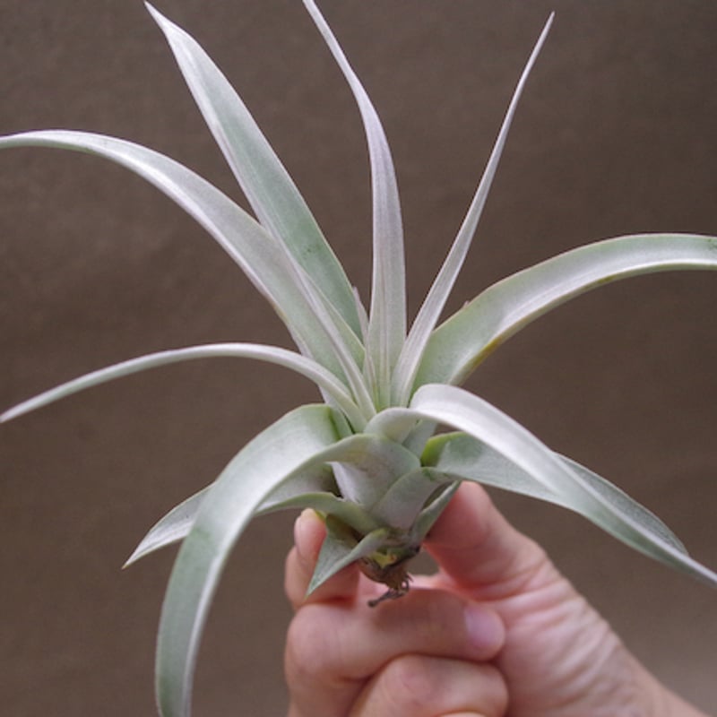 キセログラフィカ miniサイズ 30号 | air-plants TENGU-DO
