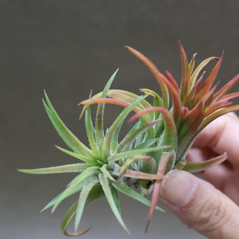 イオナンタ ヴァリエガータ 10号 | air-plants TENGU-DO