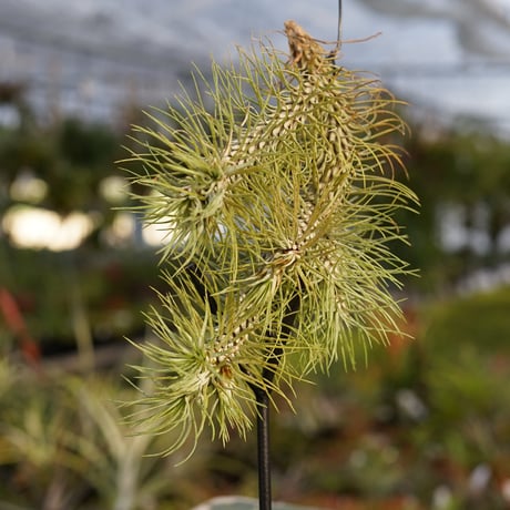 air-plants TENGU-DO