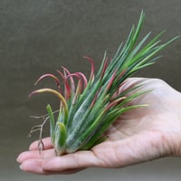 チランジア イオナンタ アルボマージナータ 1株 イオナンタ アルボマージナータ Sサイズ 42号 | air-plants TENGU-DO