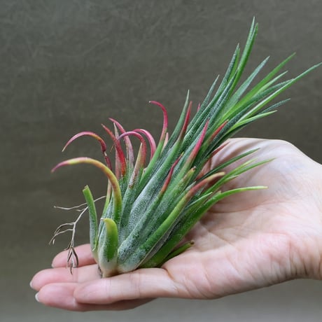 CATEGORY 品種名：I/J/K/L | air-plants TENGU-DO
