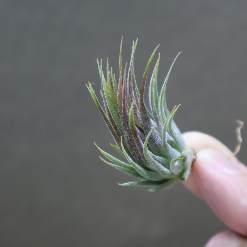 イオナンタ ヘーゼルナッツ 14号 | air-plants TENGU-DO
