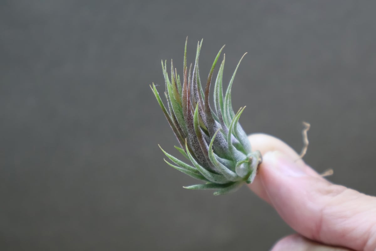 英麻呂T. ionantha ‘Nizanda' と‘Hazel Nut' 英麻呂様専用T. ionantha 'Nizanda' と'Hazel Nut' - メルカリ