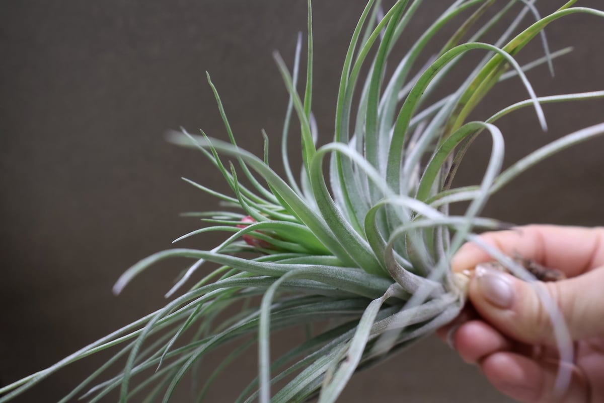 ストリクタ ハードリーフ 花芽付き株 04号 | air-plants TENGU-DO