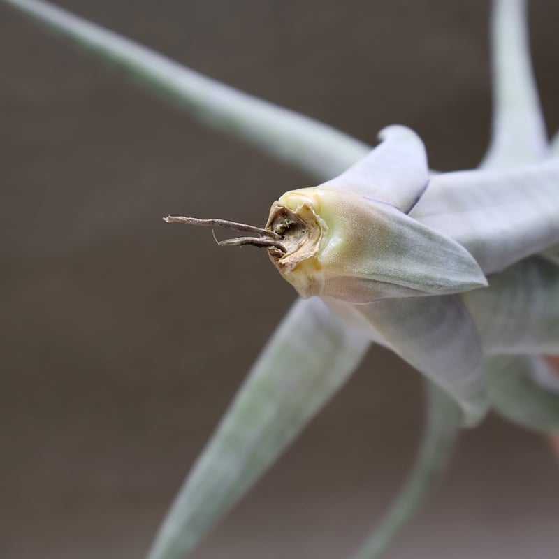 フレクスオーサ ツイスティッド パープル 01号 | air-plants TENGU-DO