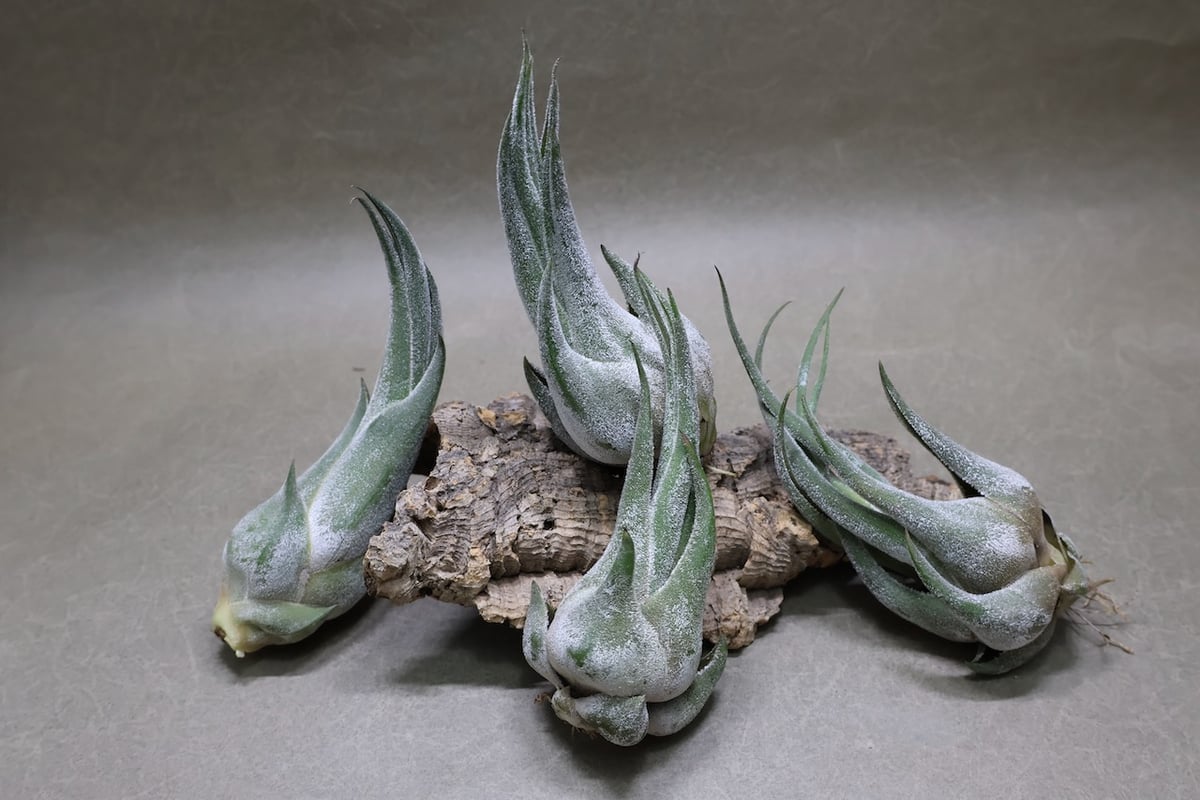 セレリアナ Ssize | air-plants TENGU-DO