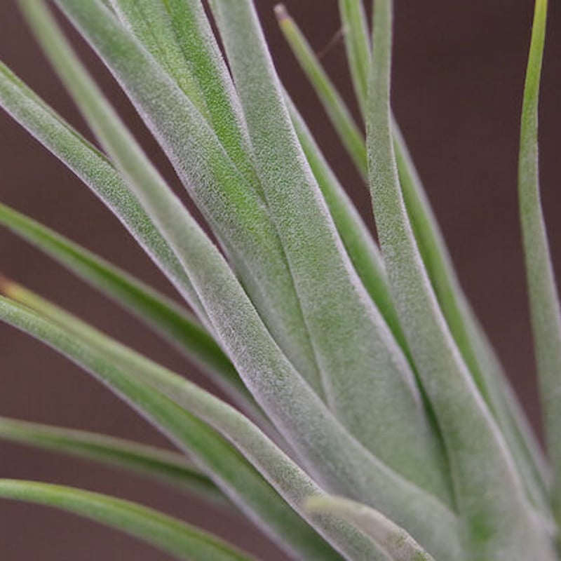 Tillandsia Seleriana Mini Purple 速達発送 Tillandsia Seleriana Mini Purple 速達発送 Seleriana Mini