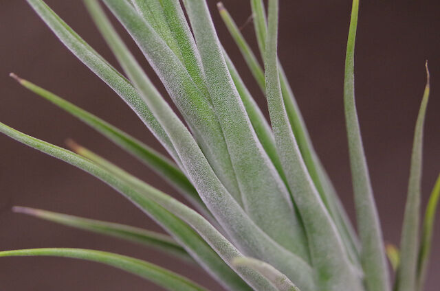 折*師様 セレリアナ ミニパープル (らくらくメルカリ便にてお届けします) fit=scale-down,w=1200