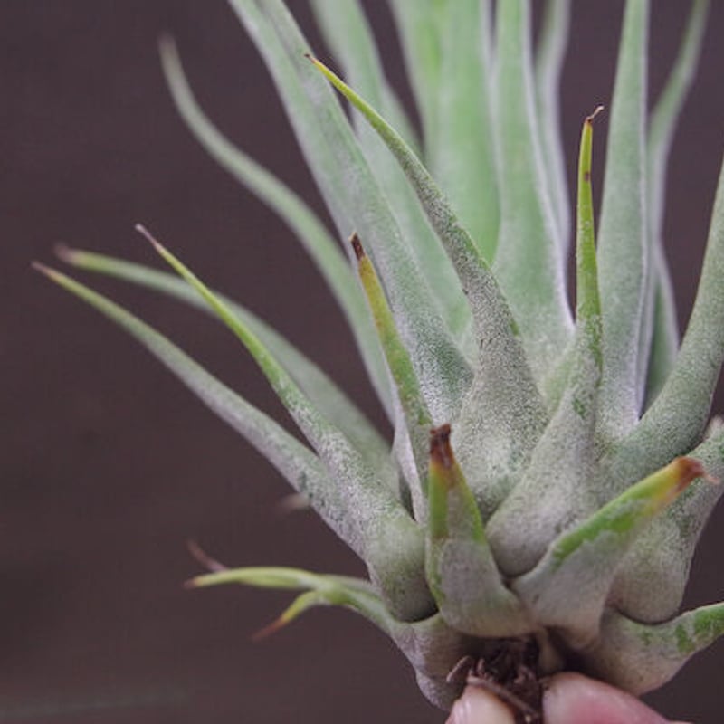 セレリアナ ミニパープル × ストレプトフィラ 01号 | air-plants