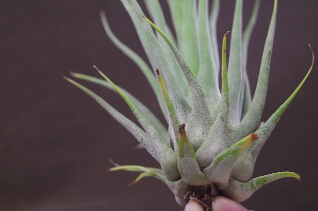 ※開花済、子株有 ティランジア セレリアナ ミニパープル チランジア セレリアナ ミニパープル Tillandsia seleriana Mini