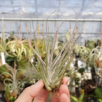 キセログラフィカ × イオナンタバンハイニンギー 05号 | air-plants