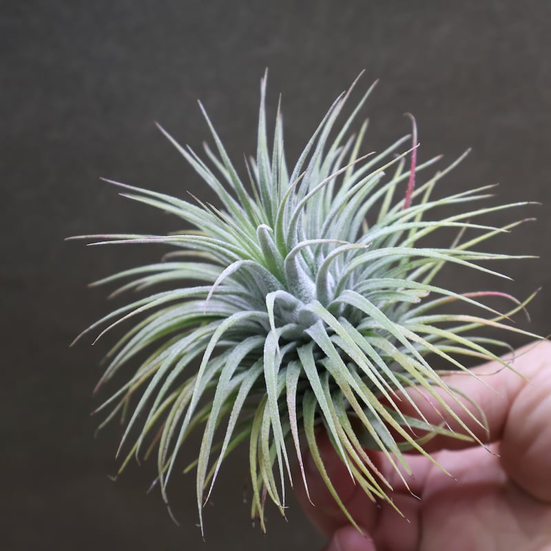 イオナンタ スノーボール 01号 | air-plants TENGU-DO