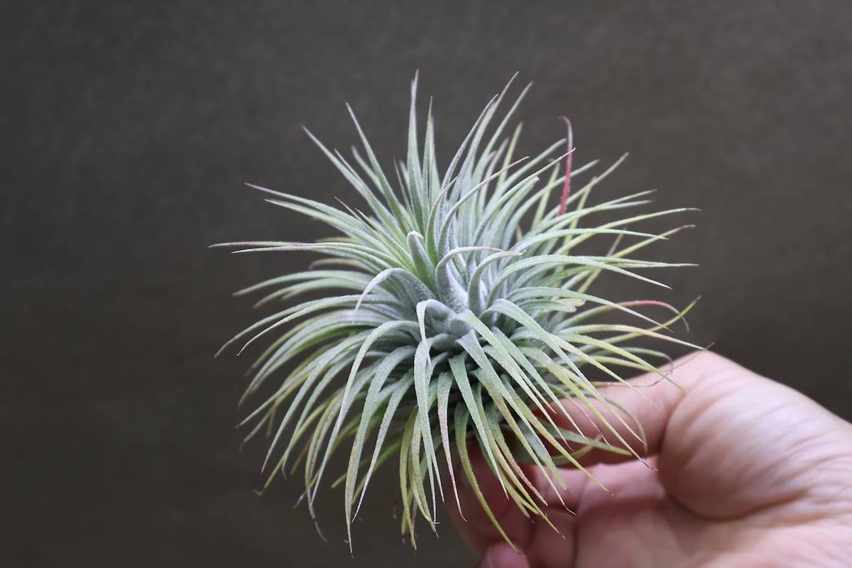 イオナンタ スノーボール 01号 | air-plants TENGU-DO