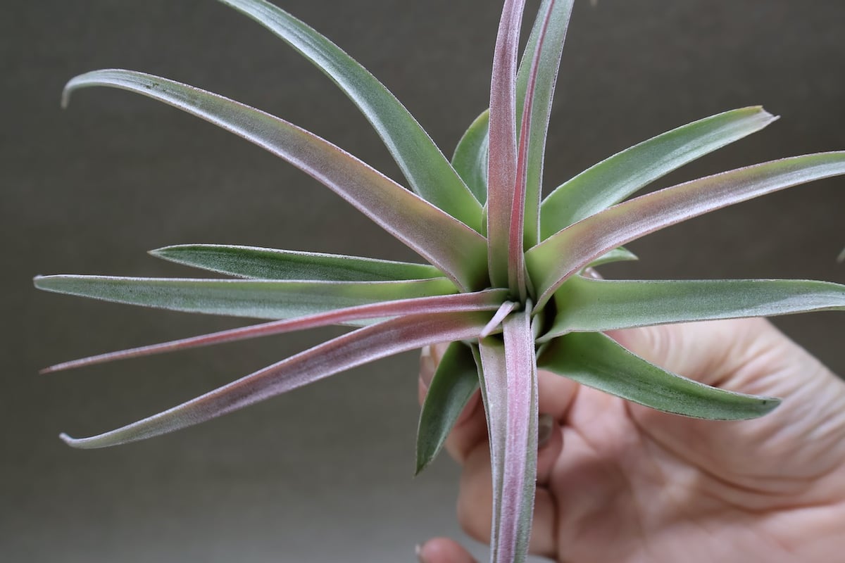 キセログラフィカ × イオナンタバンハイニンギー 04号 | air-plants