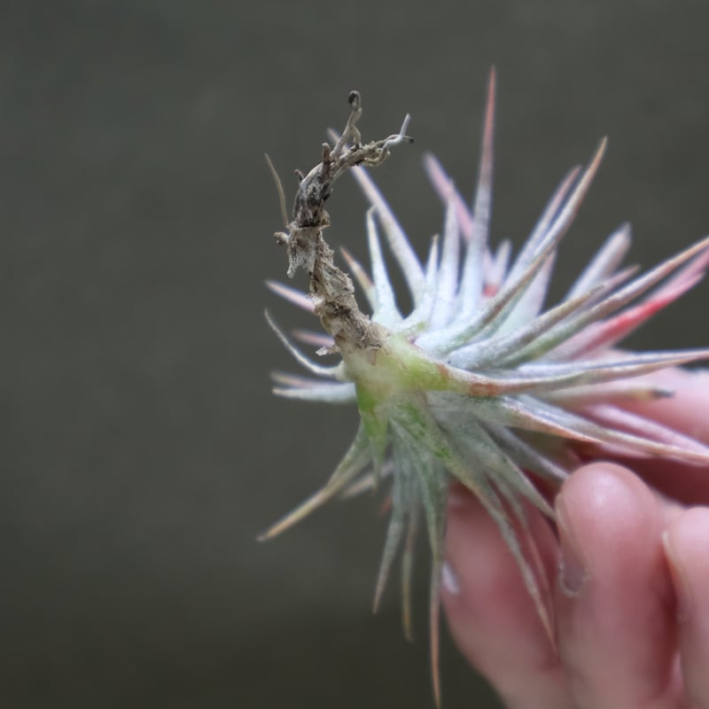 フンキアナ レクルビフォリア × イオナンタ バンハイニンギー 01号