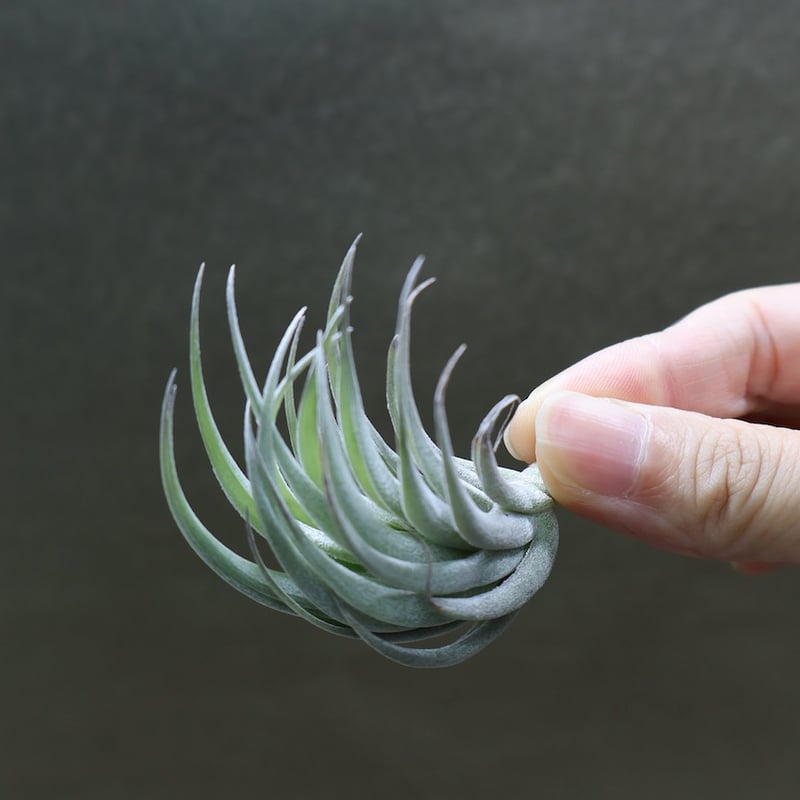 カルミネア 11号 | air-plants TENGU-DO