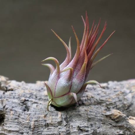 CATEGORY 品種名：I/J/K/L | air-plants TENGU-DO