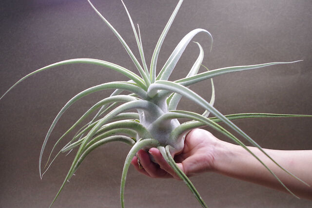 エーレルシアナ 特大サイズ 01号 | air-plants TENGU-DO